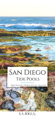 san diego tide pools best places to go and see