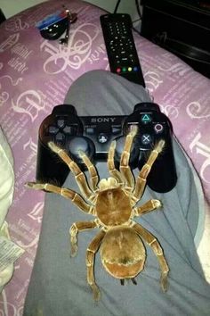 there is a spider on the bed next to two video game controllers and a remote control