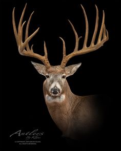 a close up of a deer with antlers on it's head and black background