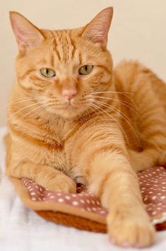 an orange tabby cat laying on top of a bed with polka dot sheets and pillows