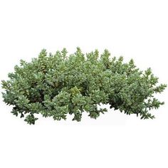 an evergreen bush with green leaves on it's branches, in front of a white background