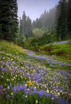 wildflowers and pine trees in the mountains