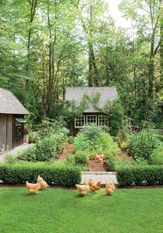 chickens are walking around in the grass near a small shed and garden area with an outbuilding