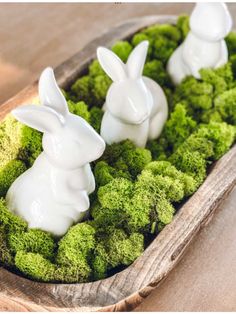 three white rabbits sitting in some moss on a wooden tray with green plants and rocks