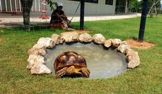 a tortoise in the middle of a pond with rocks around it and a man sitting on a bench