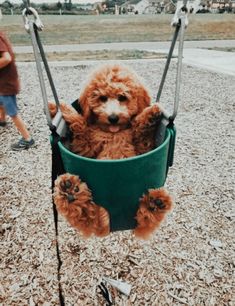 a brown dog sitting in a green swing