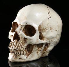 a human skull is shown with the words tsda's on it and an image of