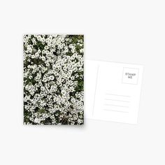 a postcard with an image of white flowers on the front and back of it