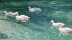 four white ducks swimming in the clear blue water