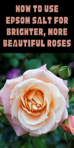 a pink rose with the words how to use epsom salt for brighter, more beautiful roses