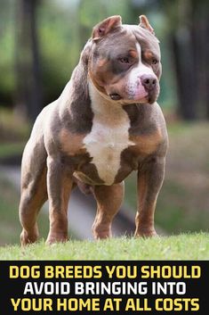 a brown and white dog standing on top of a lush green field