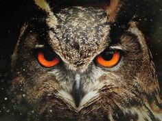 an owl with bright orange eyes is looking at the camera while standing in front of a dark background