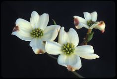 three white flowers with green centers on a black background