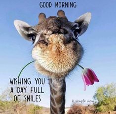 a giraffe with a flower in it's mouth and the caption smile it's the weekend