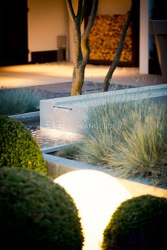 the light shines on some plants and shrubs