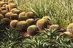 many different kinds of cactus plants in a field