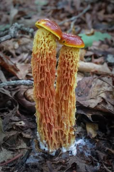 two orange mushrooms are growing out of the ground