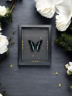 a blue and black butterfly in a frame surrounded by white flowers on a dark surface