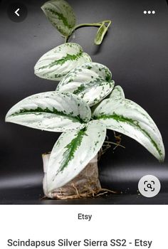 a white and green plant sitting on top of a table