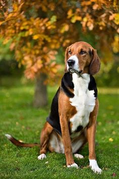 a brown and white dog sitting in the grass