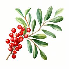 a branch with red berries and green leaves