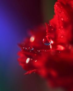 red flower with water drops on it