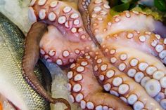 an octopus is laying on top of some fish