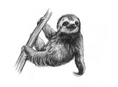 a drawing of a slotty hanging on a branch