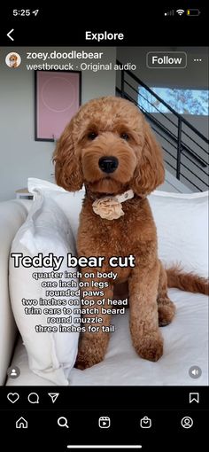 a brown dog sitting on top of a bed next to a white pillow in a room