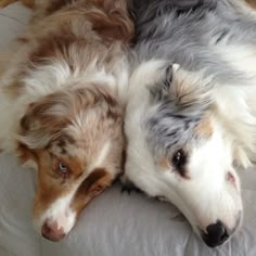 two dogs are laying down on a bed together, one is brown and white the other is gray