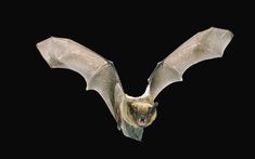 a bat flying through the air with its wings spread