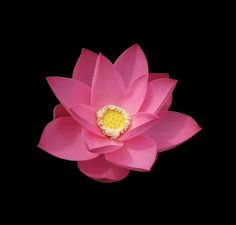 a pink lotus flower with yellow stamens in the center on a black background