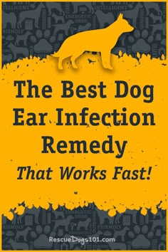 Dog Pool Party, Cleaning Dogs Ears, Dogs Ears, Pet Remedies, Meds For Dogs, Dog Ear Cleaner, Dogs Ears Infection, Pet Meds, Dog At Home