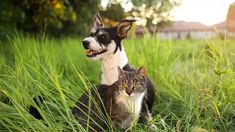 a dog and cat are sitting in the tall green grass together, one is looking at the camera