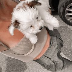 a small white dog sitting on top of a woman's leg