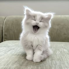 a white cat sitting on top of a couch with its mouth open and it's eyes closed