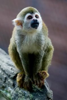 a small monkey sitting on top of a tree branch with its eyes open and looking at the camera