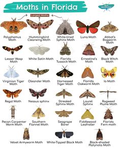 moths in florida with their names and pictures on the front page, which shows them all different