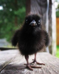 a small black bird sitting on top of a wooden table