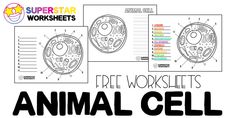 an animal cell worksheet with the text free worksheets