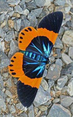 an orange and black butterfly sitting on some rocks