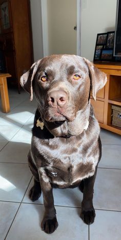 a large brown dog sitting on top of a tile floor