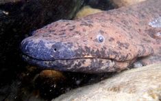 an animal that is laying down on some rocks in the water with it's eyes open