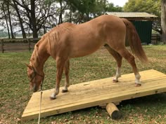 a brown horse standing on top of a wooden platform