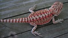 an orange and white lizard sitting on top of a wooden floor