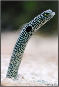 a close up of a fish with it's mouth open