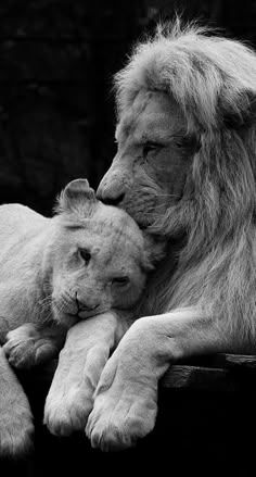 a black and white photo of a lion holding a baby lion in its lap, with it's head resting on the back of another animal