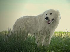 a large white dog standing on top of a lush green field next to tall grass