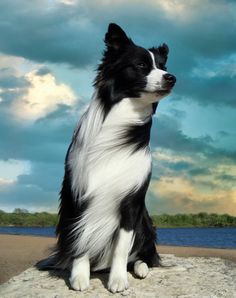 a black and white dog sitting on top of a rock next to the ocean under a cloudy sky