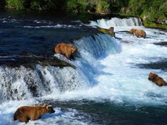 Excited Dog, Water Island, Alaska Vacation, Katmai National Park, Kenai Fjords, Denali National Park, Alaska Travel, Us National Parks, Dog Sledding